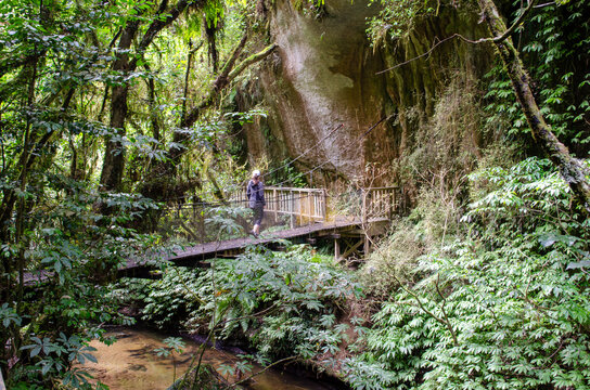 Aerial view of a person on a wooden walkway at Mangapohue Natural Bridge surrounded by lush green forest and limestone rocks in Te Anga, Waikato Region, New Zealand.