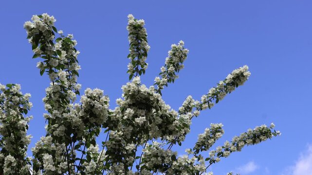 Bl&uuml;hender Jasmin im Wind