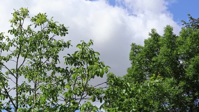 B&auml;ume vor Wolken an einem windigen Tag