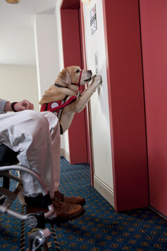 Service dog pushing button for elevator with a man in a wheelchair with a Spinal Cord Injury