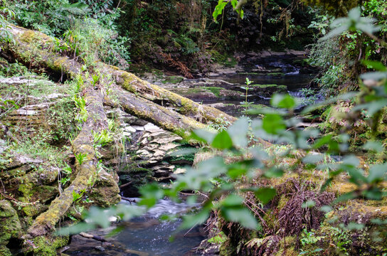 Aerial view of the stream flowing past moss-covered logs and limestone rocks at Mangapohue Natural Bridge in Te Anga, Waikato Region, New Zealand.