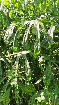 Fresh Gedi leaves (Abelmoschus manihot) growing naturally in a tropical garden environment, displaying vibrant green foliage and healthy plant development.