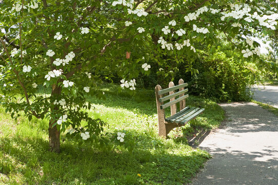 Dogwood tree with a bench, Arnold Arboretum, Boston, Massachusetts