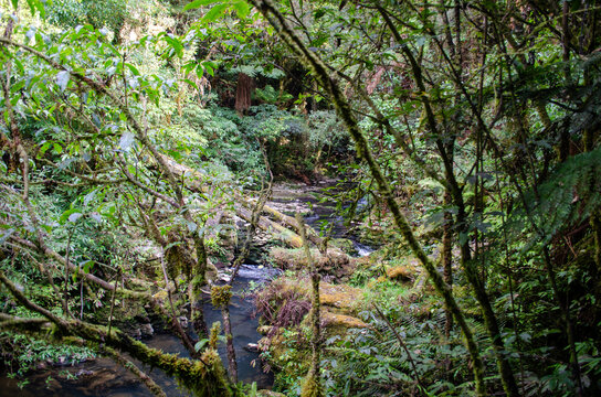 Aerial view of the Mangapohue Stream flowing through dense native forest with ferns and mossy branches in Te Anga, Waikato Region, New Zealand.