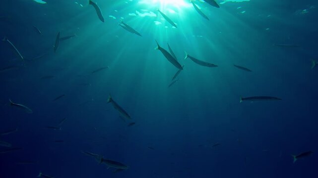 A group of Yellowtail Barracudas, Sphyraena flavicauda swimming in the blue water column in bright sunlight, bottom view, backlit from the sun.