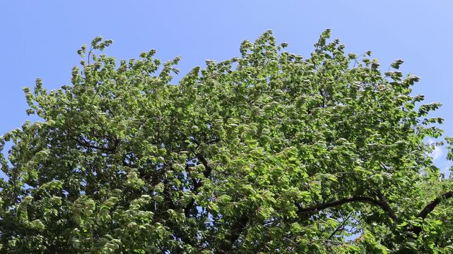 Kirschbaum in starkem Wind