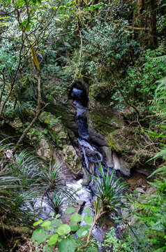 Aerial view of the Mangapohue Natural Bridge with a stream flowing through a limestone gorge surrounded by lush native forest in Te Anga, Waikato Region, New Zealand.