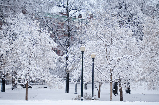 Snow covered trees with lampposts in a public park