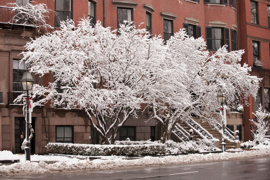 Snow covered trees in front of brownstones