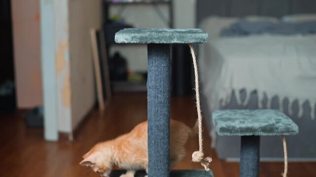 A young orange kitten is seen engaging with a cat tree, exploring its various levels and scratching posts. The setting features warm wooden floors and a simple, inviting interior design