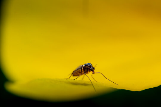 A fungus gnat pauses inside a buttercup bloom in Bristol, England, as if admiring the golden interior of its own private sun-drenched living room before deciding whether to stay for the afternoon.