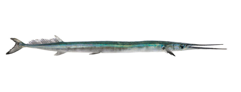 Garfish or Needlefish, sea needle, Belone belone, isolated on white background, clipping path