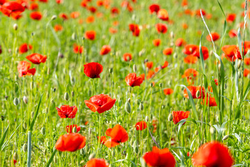 Obraz premium Red poppy field blooming under bright spring sun