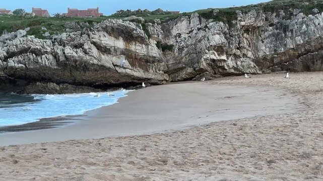 Group of seagulls gathering along the shoreline on an empty beach at dusk. Birds feed, interact and move along the surf line, displaying natural flock behavior.
