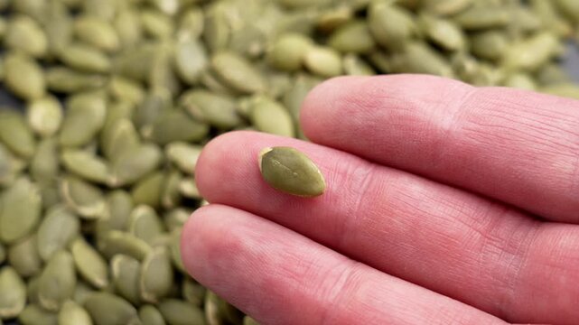 Single dried pumpkin seed pepita held on a human finger with a blurred heap of green grains in the background. Raw organic superfood