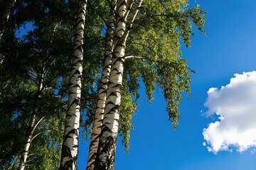 Fototapeta premium White birch tree trunks with green leaves against bright blue sky and white cloud. Nature scene with sunlit foliage and textured bark on tall trees.
