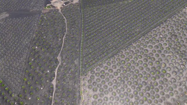 Aerial View of La Geria Lanzarote Volcanic Vineyards and Malvasia Wine Production Valley