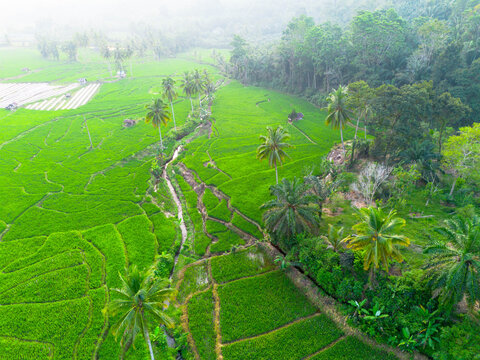 Aerial view of vibrant green rice terraces and coconut palm trees next to a dense tropical forest in Taba Tembilang Arga Makmur, Bengkulu, Indonesia.