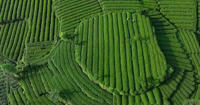 Aerial footage of beautiful tea crop terrace landscape in China