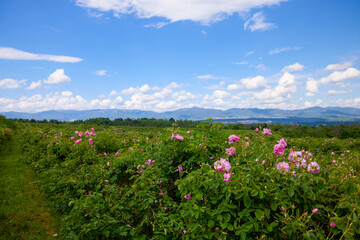 Obraz premium Landscape with a Rosa Damascena rose plantation, in the Rose Valley, the famous area in Bulgaria, two weeks before the second harvest