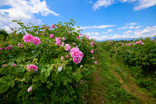 Landscape with a Rosa Damascena rose plantation, in the Rose Valley, the famous area in Bulgaria, two weeks before the second harvest