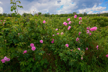 Fototapeta premium Landscape with a Rosa Damascena rose plantation, in the Rose Valley, the famous area in Bulgaria, two weeks before the second harvest