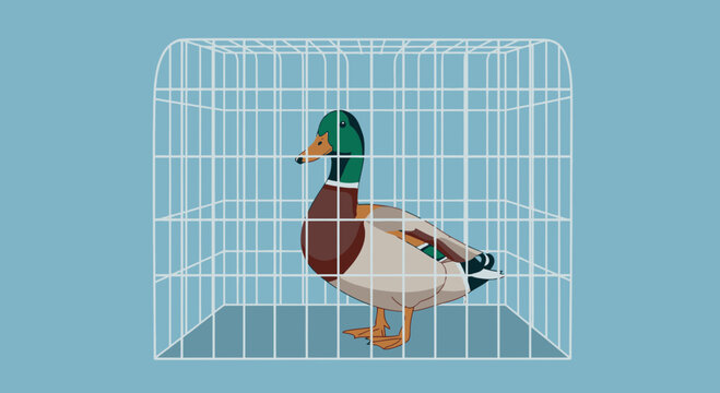 Duck in cage conceptual illustration of confinement limitation and freedom