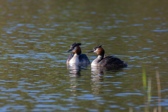 Pair of great crested grebes swimming on a pond at sunset and carrying two small chicks on their backs