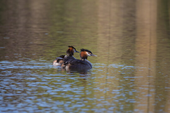 Pair of great crested grebes swimming on a pond at sunset and carrying two small chicks on their backs