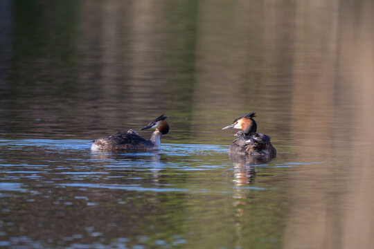 Pair of great crested grebes swimming on a pond at sunset and carrying two small chicks on their backs