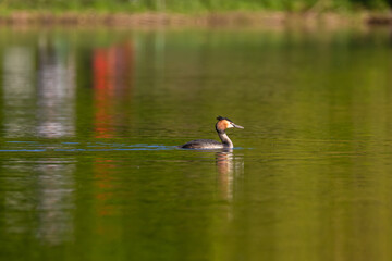 Fototapeta premium Great crested grebe swimming across a calm lake with vibrant green reflections on the water surface