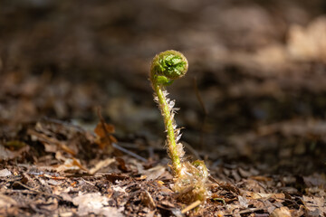 Close-up of a young fern fiddlehead uncurling from the forest floor in spring © castenoid