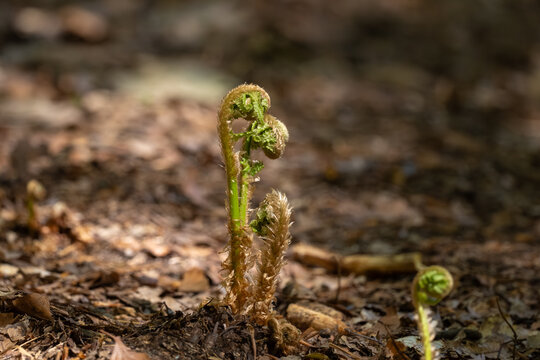 Close-up of a young fern fiddlehead uncurling from the forest floor in spring