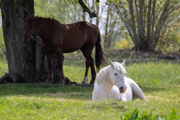 White horse lying on green grass in a sunlit meadow while a brown horse stands in the shade of a tree © castenoid