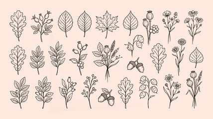 Fototapeta premium Hand Drawn Botanical Elements Collection Vintage Leaves Wildflowers Branches Seeds and Forest Plants Vector Set