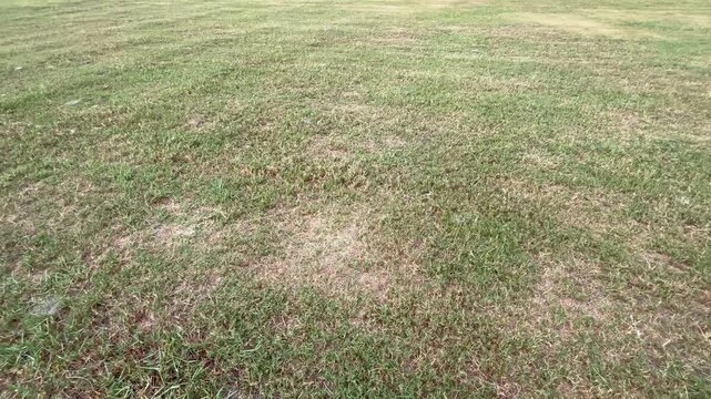 Natural green grass field