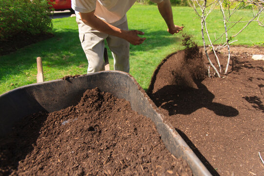 Landscaper mulching a garden using a wheelbarrow