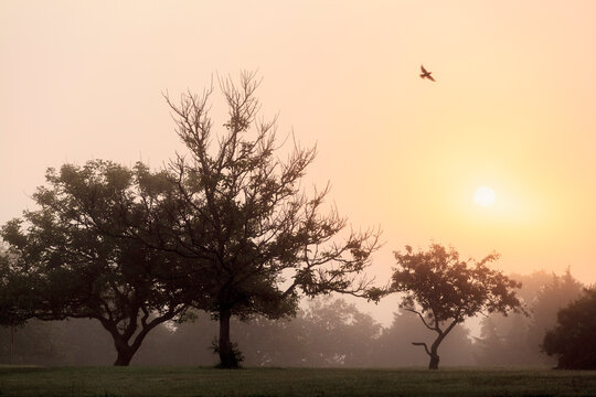 Hawk flying over trees at sunrise