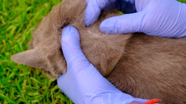 tick on a cat. Selective focus.