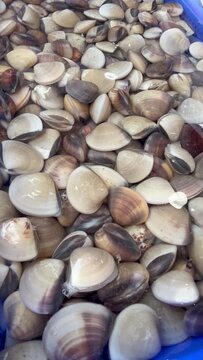 Fresh hard clams at a seafood market
