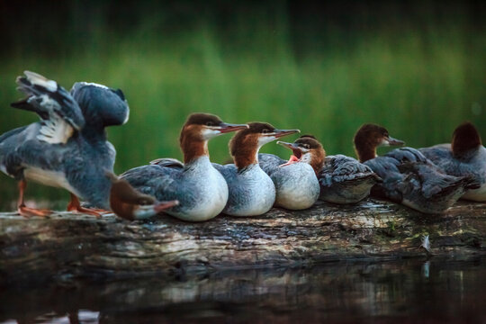 Mergansers on a log at Lake Umbagog