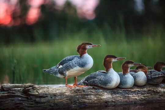 Group of Mergansers on a log at dusk
