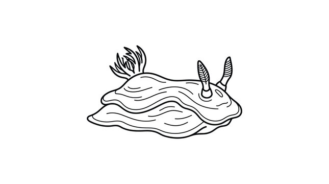 Nudibranch sea slug line art illustration