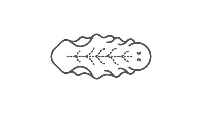 Marine flatworm dorsal view symmetry line art icon.