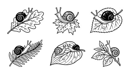 Charming Snail Illustrations on Leaves, Nature Vector Set, Organic Garden Icons, Black and White Woodland Creatures © Badrul