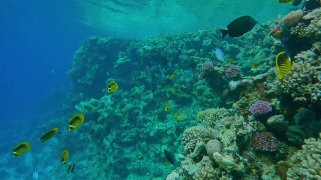Many different colorful tropical fish swim along the slope of the outer reef in the evening.