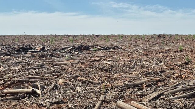 Campo desmontado en la selva misionera