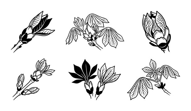 Spring Buds Drawing