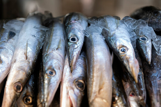 Largehead hairtail or beltfish