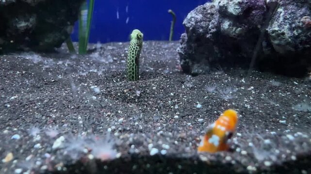 Spotted garden eel Heteroconger hassi emerging from sandy substrate with clownfish Amphiprion ocellaris in a marine aquarium. Tropical saltwater fish in underwater reef environment and aquatic display